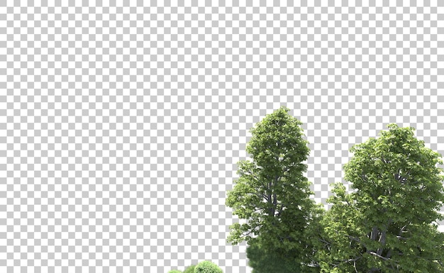 Grüner Wald isoliert auf dem Hintergrund 3D-Rendering-Illustration