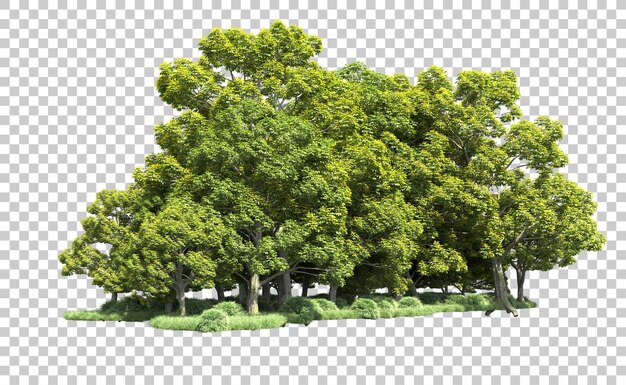 Grüner Wald isoliert auf dem Hintergrund 3D-Rendering-Illustration