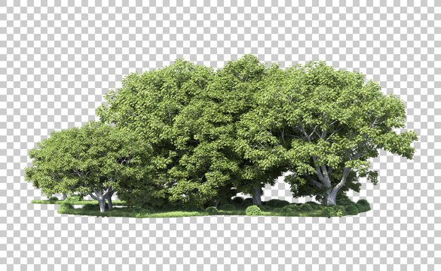 Grüner Wald isoliert auf dem Hintergrund 3D-Rendering-Illustration