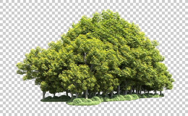 Grüner Wald isoliert auf dem Hintergrund 3D-Rendering-Illustration