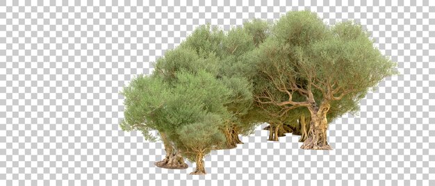Grüner Wald isoliert auf dem Hintergrund 3D-Rendering-Illustration