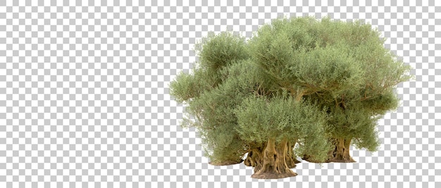 Grüner Wald isoliert auf dem Hintergrund 3D-Rendering-Illustration