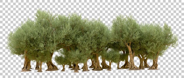 Grüner Wald isoliert auf dem Hintergrund 3D-Rendering-Illustration