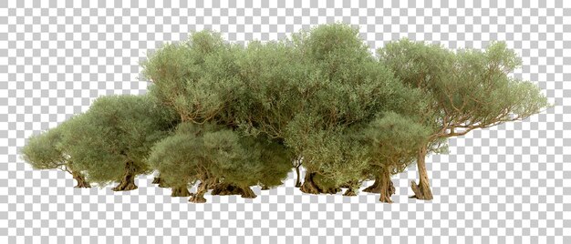 Grüner Wald isoliert auf dem Hintergrund 3D-Rendering-Illustration