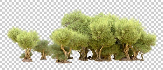 Grüner Wald isoliert auf dem Hintergrund 3D-Rendering-Illustration