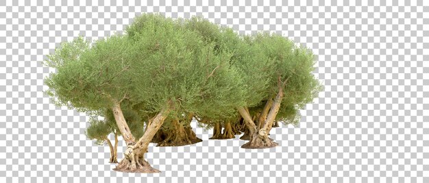 Grüner Wald isoliert auf dem Hintergrund 3D-Rendering-Illustration