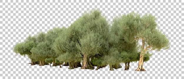 Grüner Wald isoliert auf dem Hintergrund 3D-Rendering-Illustration