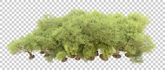 Grüner Wald isoliert auf dem Hintergrund 3D-Rendering-Illustration