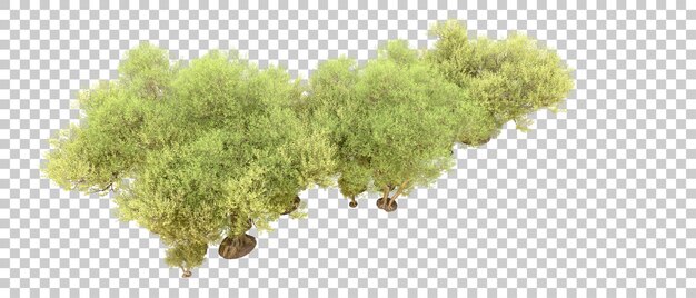 Grüner wald isoliert auf dem hintergrund 3d-rendering-illustration