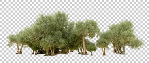 Grüner Wald isoliert auf dem Hintergrund 3D-Rendering-Illustration