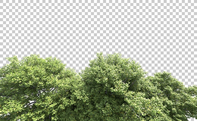 Grüner Wald isoliert auf dem Hintergrund 3D-Rendering-Illustration