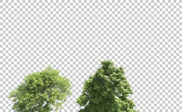 Grüner Wald isoliert auf dem Hintergrund 3D-Rendering-Illustration