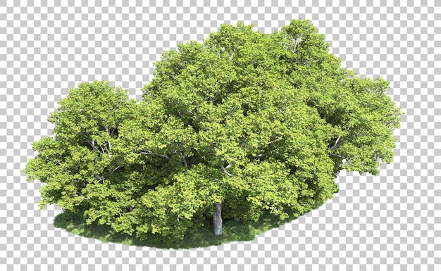 Grüner Wald isoliert auf dem Hintergrund 3D-Rendering-Illustration