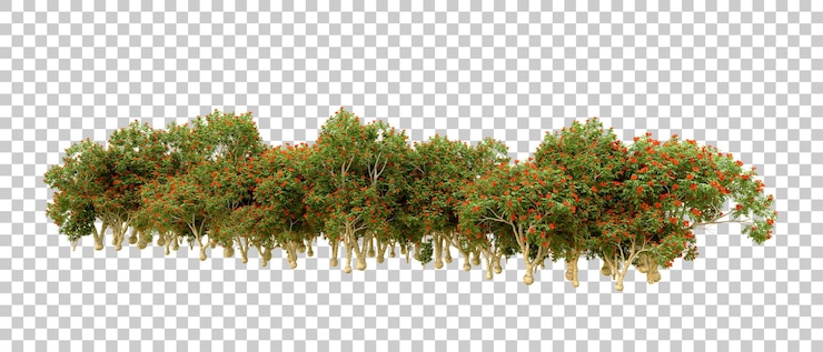 PSD grüner wald isoliert auf dem hintergrund 3d-rendering-illustration