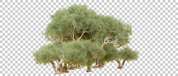 Grüner Wald isoliert auf dem Hintergrund 3D-Rendering-Illustration