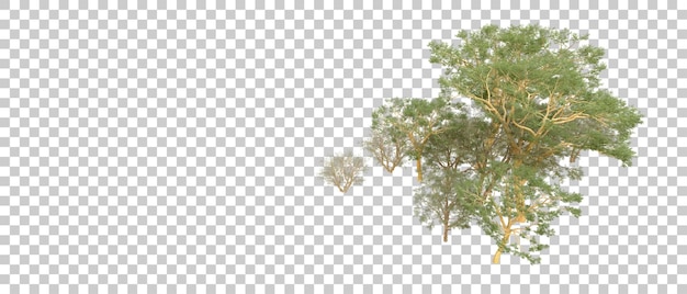 Grüner Wald isoliert auf dem Hintergrund 3D-Rendering-Illustration