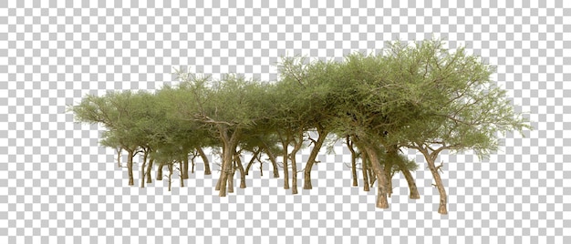 Grüner Wald isoliert auf dem Hintergrund 3D-Rendering-Illustration