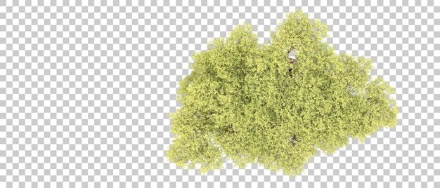 Grüner Wald isoliert auf dem Hintergrund 3D-Rendering-Illustration