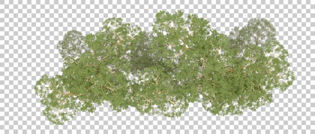 Grüner Wald isoliert auf dem Hintergrund 3D-Rendering-Illustration