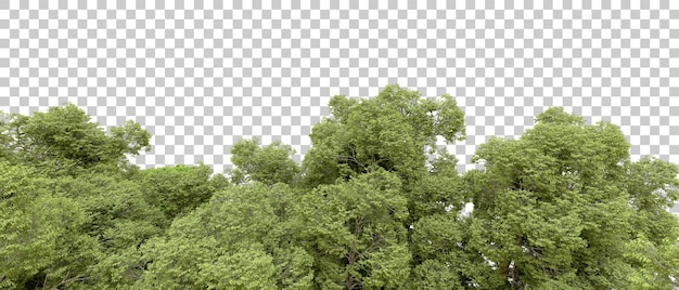 Grüner Wald isoliert auf dem Hintergrund 3D-Rendering-Illustration