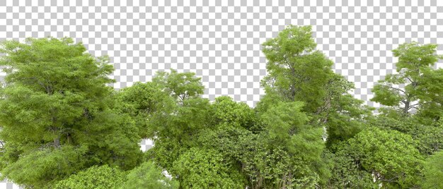 Grüner Wald isoliert auf dem Hintergrund 3D-Rendering-Illustration