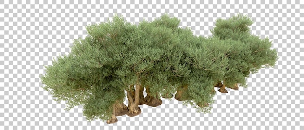 Grüner Wald isoliert auf dem Hintergrund 3D-Rendering-Illustration