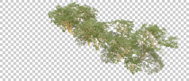 Grüner Wald isoliert auf dem Hintergrund 3D-Rendering-Illustration