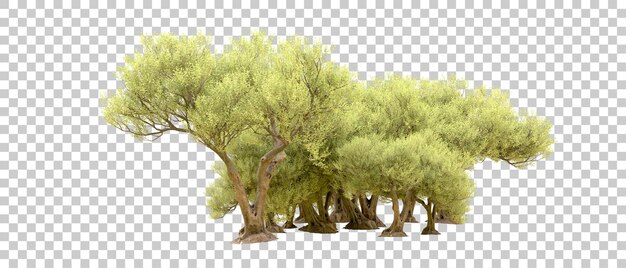 Grüner Wald isoliert auf dem Hintergrund 3D-Rendering-Illustration