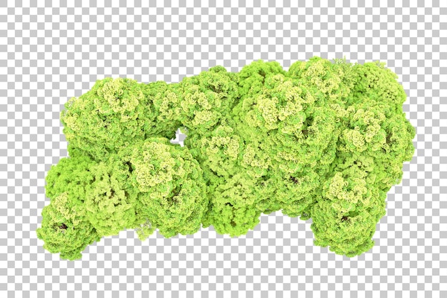 PSD grüner wald isoliert auf durchsichtigem hintergrund 3d-rendering-illustration