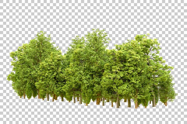 Grüner Wald isoliert auf transparentem Hintergrund 3D-Rendering-Illustration