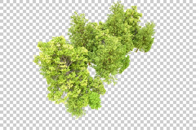Grüner Wald isoliert auf transparentem Hintergrund 3D-Rendering-Illustration
