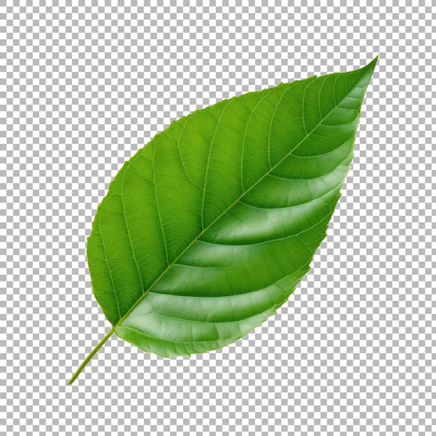 Grünes Blatt auf durchsichtigem Hintergrund