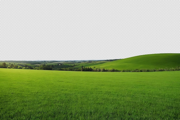 Grünes Feld