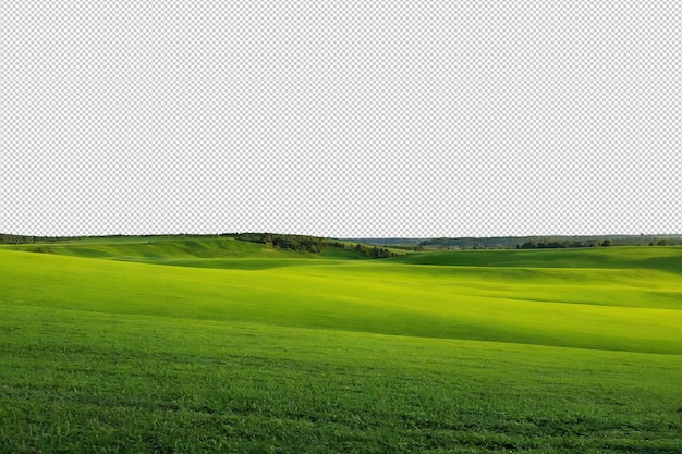 Grünes Feld