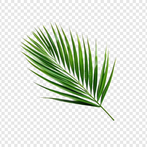 Grünes Palmenblatt, tropisches Blatt, isoliert auf Weiß
