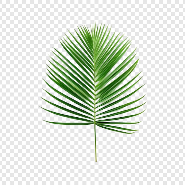 Grünes Palmenblatt, tropisches Blatt, isoliert auf Weiß