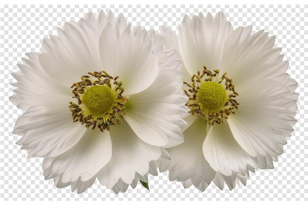 PSD un grupo de flores con un fondo blanco