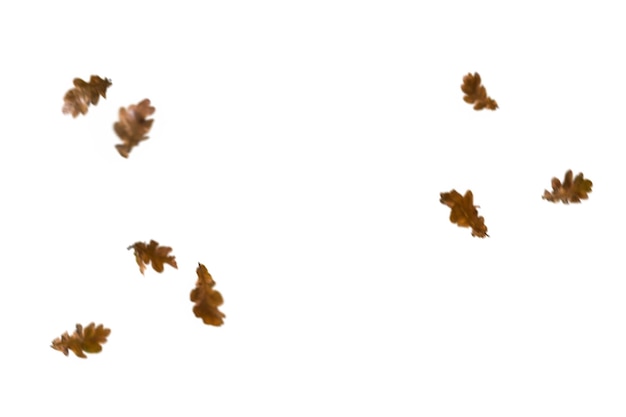 un grupo de mariposas volando en el aire