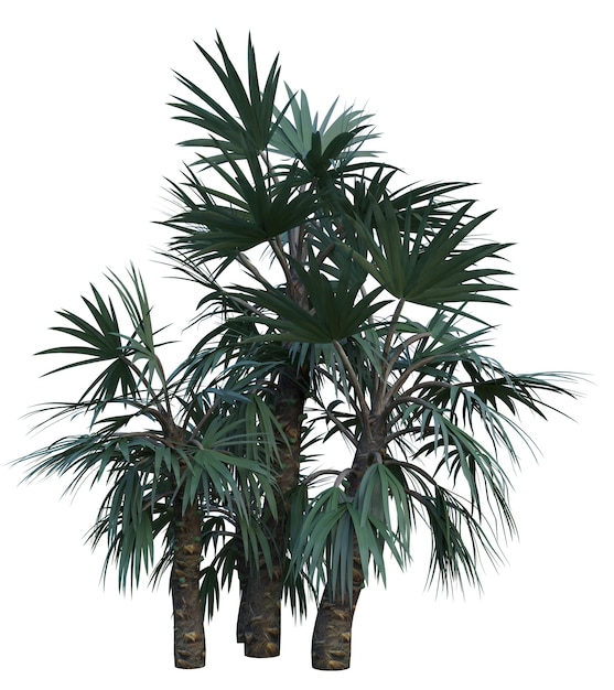 Un grupo de palmeras en un entorno tropical