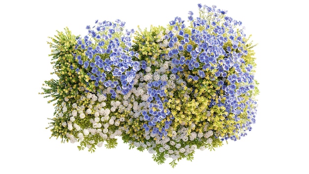 Gruppo di vista superiore di fiori colorati sempreverdi e campo di erba in natura con isolato su trasparente