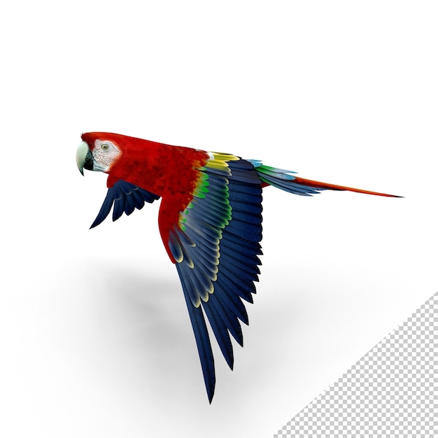 PSD guacamaya roja png