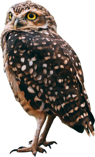 gufo aquila gufo uccello da caccia gufo selvaggio fauna selvatica