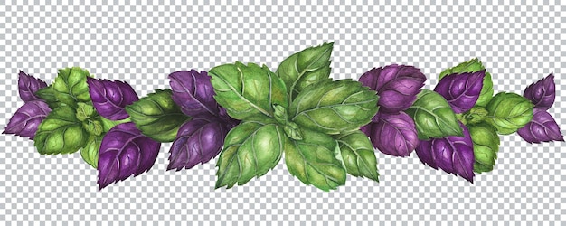 Guirlande Végétarienne Aux Feuilles De Basilic Vert Et Violet Frais. Illustration Aquarelle Botanique.