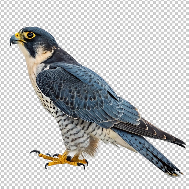 PSD halcón peregrino sobre un fondo blanco