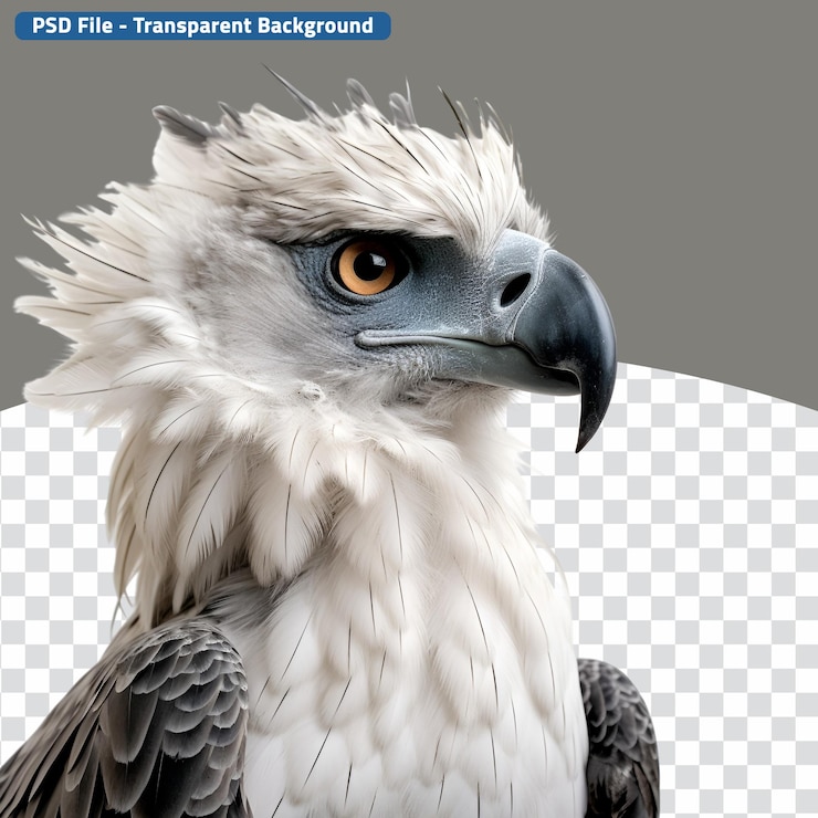 PSD halfbody closeup de uma águia harpia documentando um animal da selva na natureza