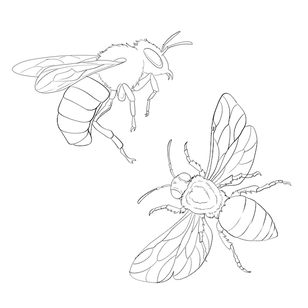 Handgezeichnete Bienenzeichnung, Illustration, Tattoo-Design, Tattoo-Kunst