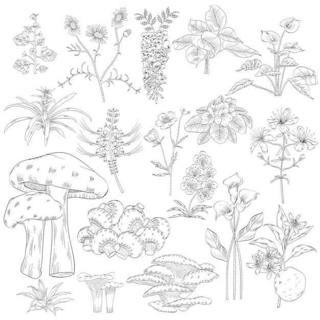 Handgezeichnetes Umrisse-Pflanzen- und Pilz-Set