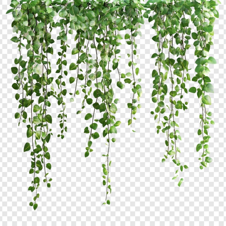 PSD hanging green vines lush foliage natural greenery isolated background