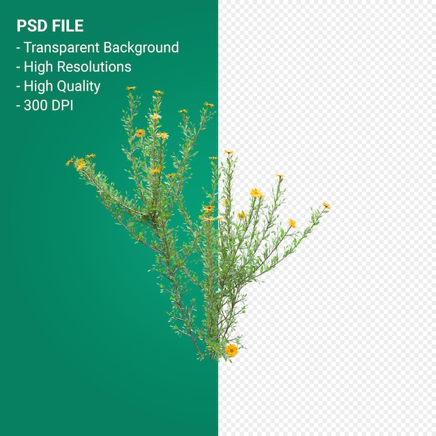 Haplopappus Rigidus 3d render aislado sobre fondo transparente