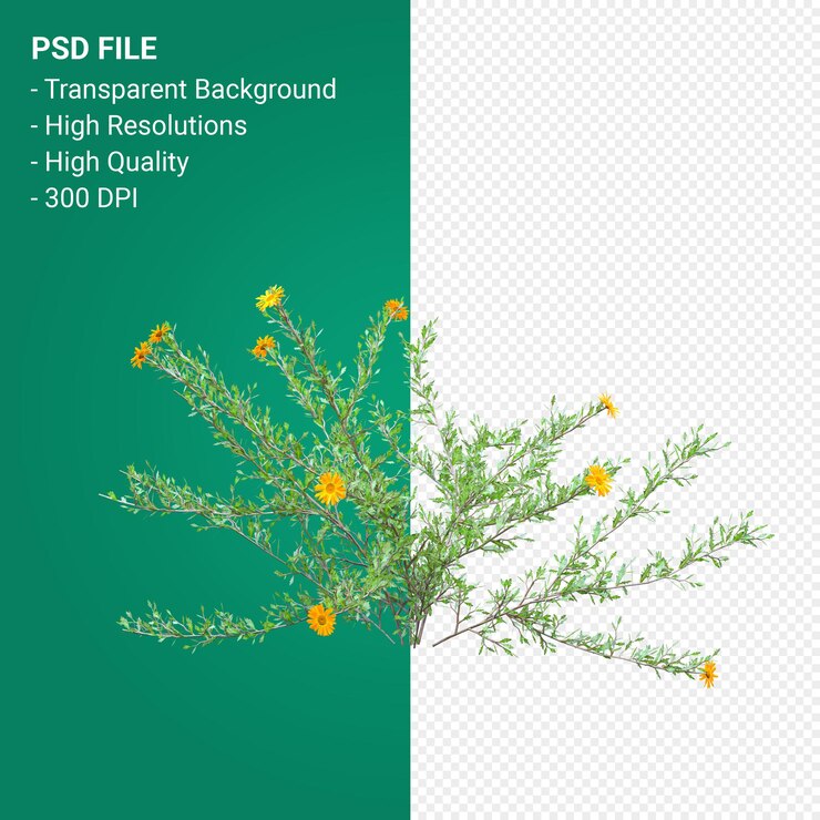 PSD haplopappus rigidus 3d render aislado